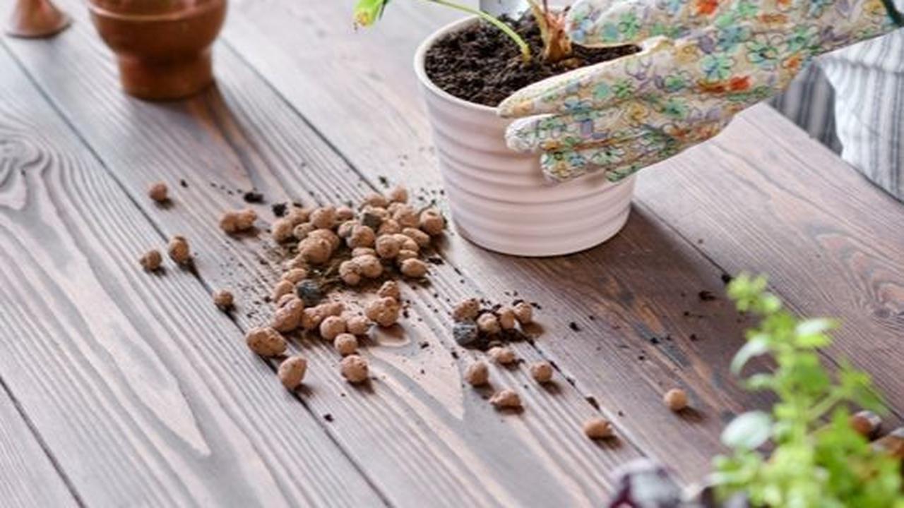 Berkebun