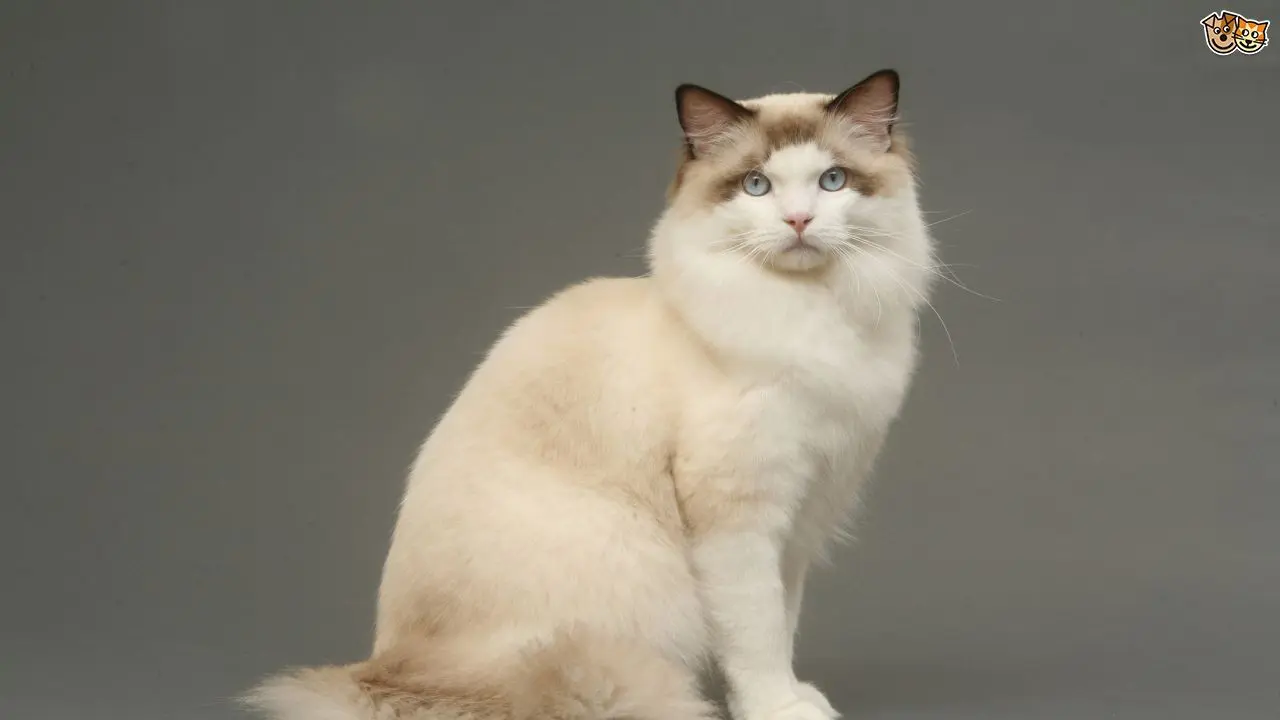 [Bintang] Kucing Ragdoll