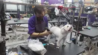 Dari Cukur Bulu hingga Mandi Mengintip Cuan Bisnis Pet Shop