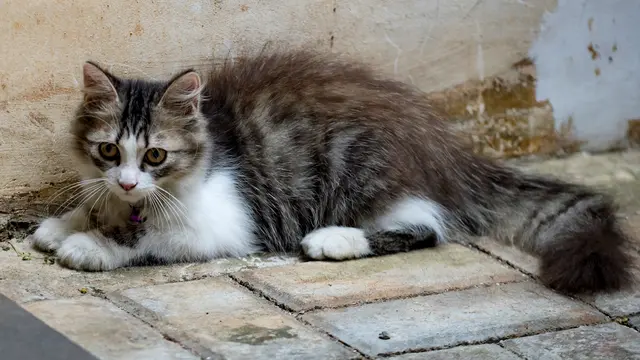 Hari Kucing Internasional