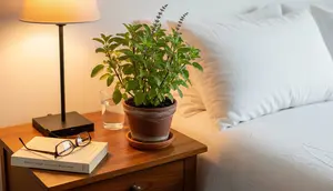12 Rekomendasi Tanaman Beraroma Menenangkan untuk Kamar Tidur yang Nyaman