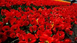 Seorang lelaki mengambil bunga tulip di sebuah ladang dekat Lisse, Belanda tengah barat, (17/4). Menurut bank Belanda, negara ini terus menjadi pemain terbesar dengan 52 persen berbagi dalam ekspor global bunga dan tanaman. (AP Photo/Peter Dejong)