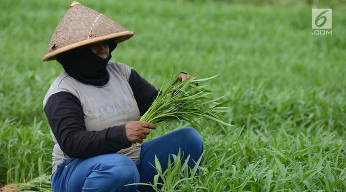 7 Cara Menanam Kangkung agar Tidak Pahit, Hasil Panen Dijamin Lezat