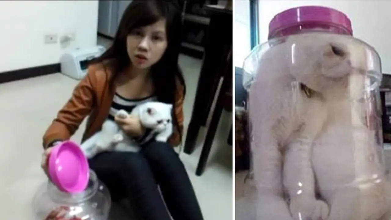 siksa-kucing-131227b.jpg