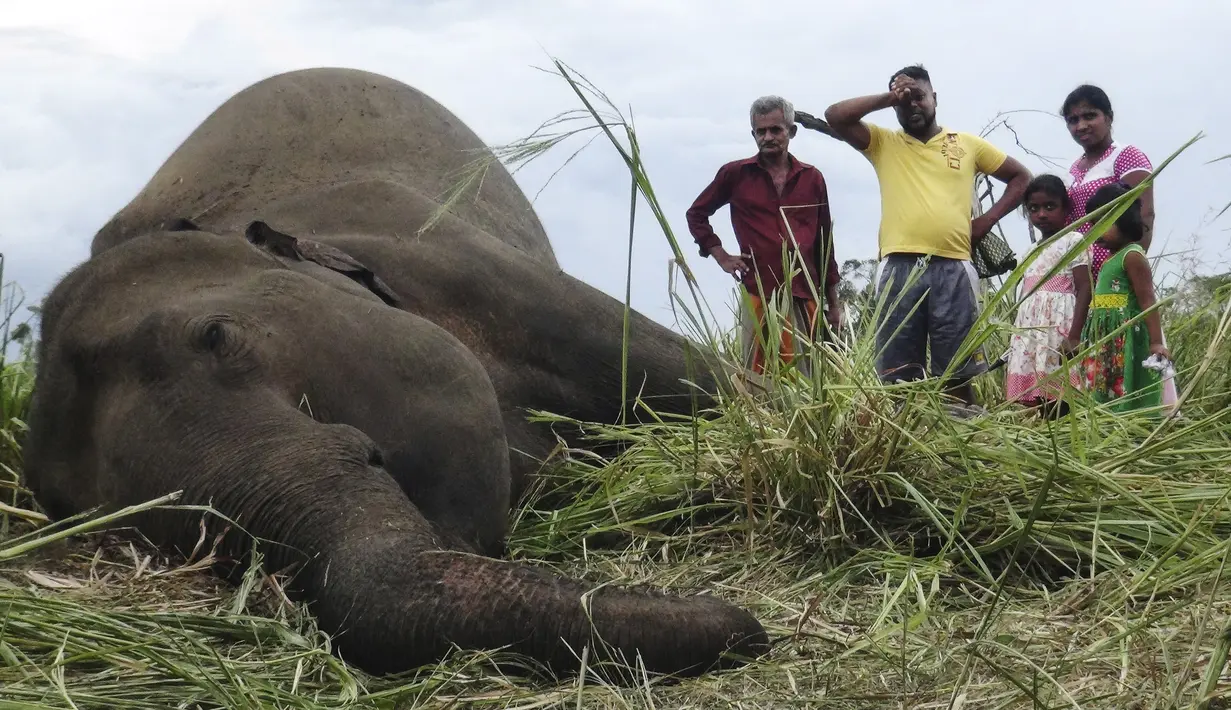 Penduduk desa berdiri di sebelah mayat gajah yang sedang berbaring di ladang dekat desa Sigiriya, sekitar 177 km utara ibukota Kolombo (27/9/2019). Mereka diduga diracun oleh para petani yang tidak suka oleh kehadiran gajah-gajah yang aktivitasnya membuat lahan perkebunan mereka rusak. (AFP/STR)