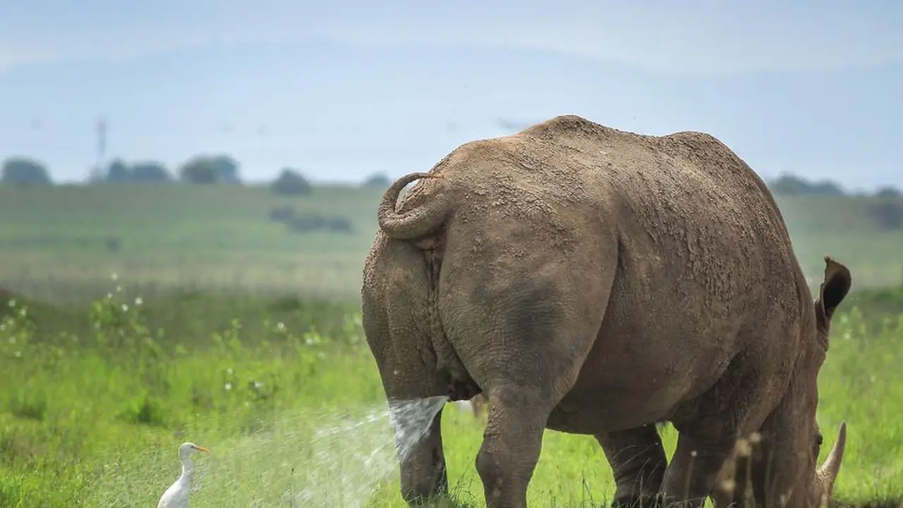 6 Foto Pemenang Comedy Wildlife Photography Awards 2019, Bikin Ngakak