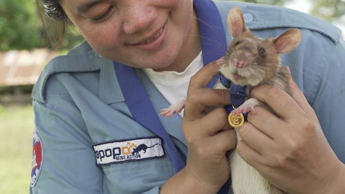 Seekor tikus pendeteksi ranjau darat telah dianugerahi medali emas untuk 