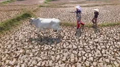 Warga menggembala hewan ternaknya pada sawah yang retak akibat kekeringan di kawasan Weninggalih, Jonggol, Jawa Barat, Selasa, 25 Agustus 2026. (KLY/ Arie Basuki)