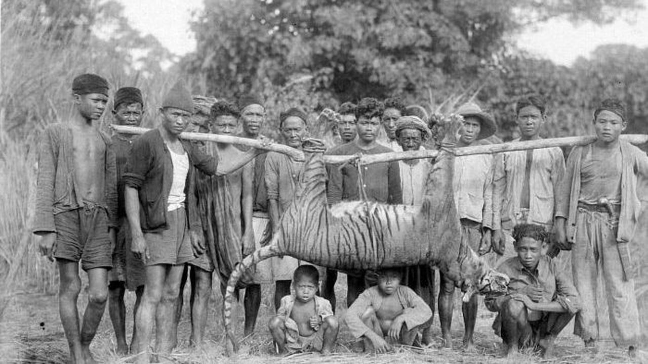 <b>Tabir Harimau Jawa</b>