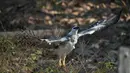 Mark, elang Harpy liar yang diberi makan oleh pemandu yang bekerja untuk South Wild Safaris di Fazenda Nicolau, yang dikelola oleh LSM hutan karbon yang terkait dengan perusahaan Prancis Peugeot, terlihat di Alta Floresta, Mato Grosso, Brasil, pada 28 Agustus 2021. (AFP/Carl De Souza)