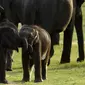 Dalam foto yang diambil pada 30 Juli 2018, bayi gajah Sri Lanka bermain di taman nasional Kaudulla, Habarana. Gajah sri lanka adalah salah satu dari tiga subspesies gajah asia. (AFP PHOTO/ISHARA S. KODIKARA)