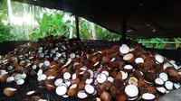 Komoditas kelapa Sulteng dari Desa Tamarenja, Kabupaten Donggala. Komoditas kelapa menjadi salah satu andalan ekspor Sulteng dengan trend yang terus meningkat. (Foto: Mohamad Arif).