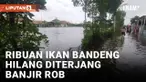 Banjir Rob Rendam Ratusan Hektar Tambak dan Rumah Penduduk