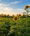 Intip perawatan alami untuk kulit sensitif dengan sunflower oil (Magic of Nature)