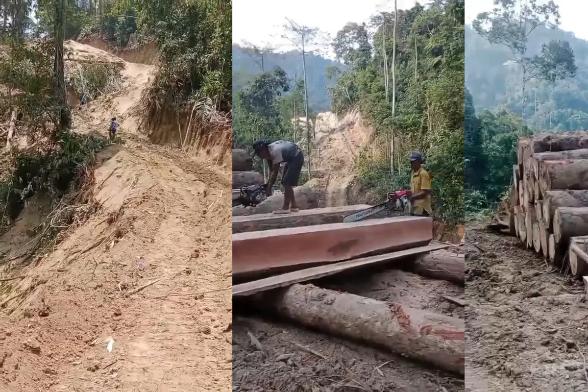 Pembalakan Liar