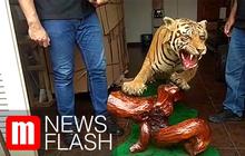 VIDEO: Polisi Temukan Hewan Langka Diawetkan di Rumah Pengemudi Lamborghini 'Koboi