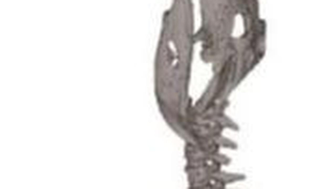 Fosil Buaya Kuno dengan Kepala Terpenggal Ditemukan di China, Arkeolog Ungkap Penyebab Matinya Hewan Predator Ini