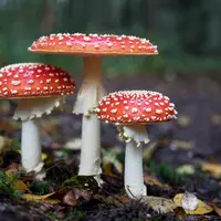 Ilustrasi apa arti mimpi memetik jamur di tanah/Copyright unsplash/Hans Veth