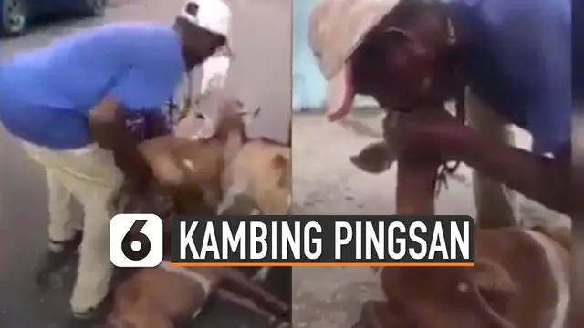 Sebuah video memperlihatkan cara penggembala membangunkan seekor kambing yang lemas terseret oleh gerombolan kawannya.