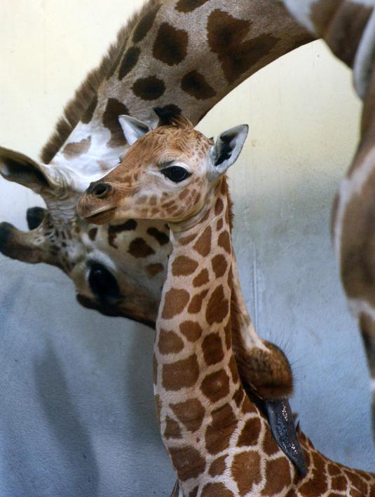 Bayi jerapah Rothschild berusia 5 hari terlihat di antara jerapah dewasa di kebun binatang di Praha, Selasa (29/1). Jerapah jenis ini hidup di dua negara bagian Afrika, yaitu Kenya dan Uganda, dan sebagian besar hidup di Kenya. (by Michal Cizek / AFP)