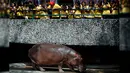 Pengunjung melihat kuda nil betina bernama Mali yang merayakan ulang tahun ke-50 di Kebun Binatang Dusit, Bangkok, Thailand, Jumat (23/9). (REUTERS / Chaiwat Subprasom)