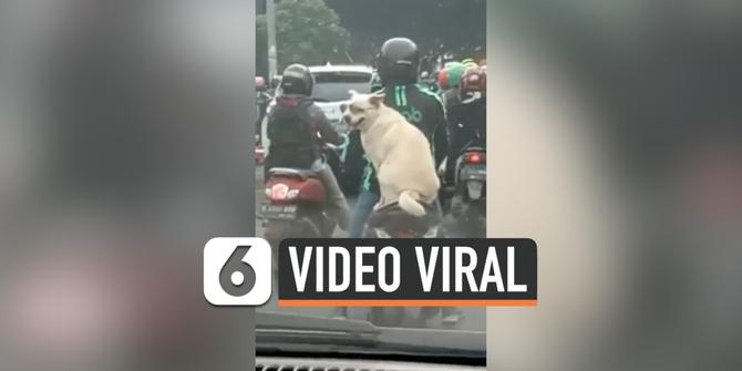 VIDEO: Lucunya Anjing Jadi Penumpang Ojek Online