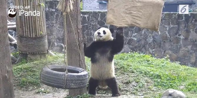 Ekspresi Panda Saat Berolahraga Ini Bikin Gemas
