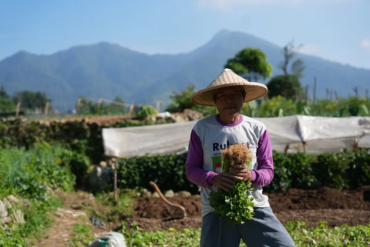 Program MBG Dongkrak Ekonomi Petani Sayur Cipanas