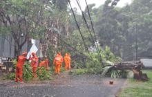 Fakta Unik Pohon Glodogan 12 Meter Tumbang di Rawa Barat: Petugas Gabungan Sigap Atasi Dampak Hujan Deras