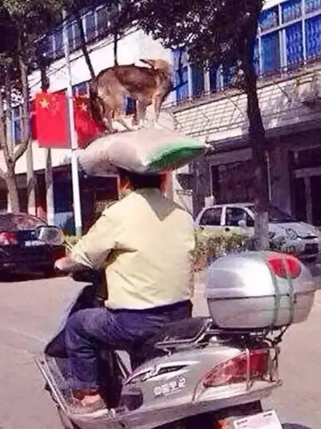 10 Potret Orang Bawa Barang di Atas Kepala Ini Tetap Seimbang, Bikin Takjub