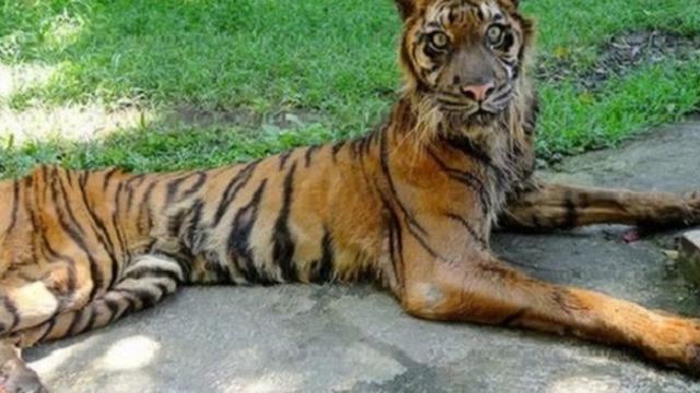 Harimau Sumatera kurus karena uang makan disunat petugas kebun binatang