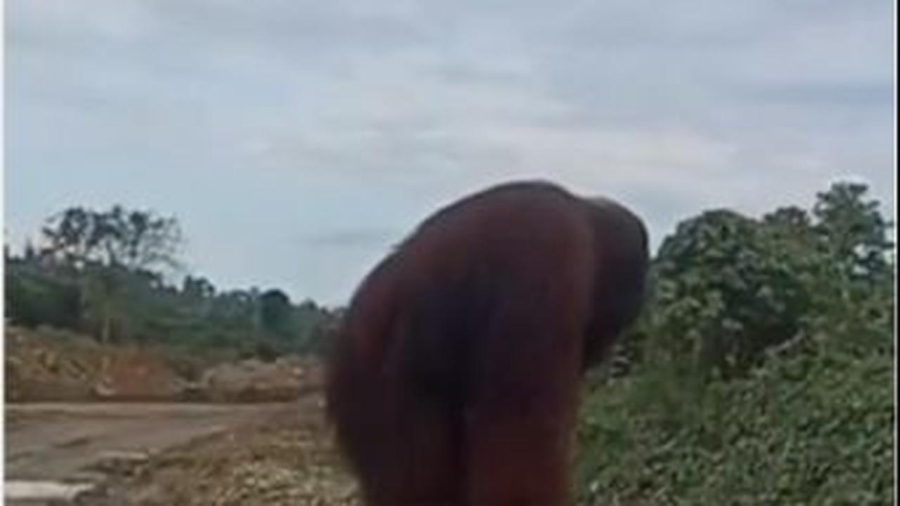 Meski menjadi tontonan, tetapi para pekerja tetap menjaga jarak dengan orangutan.
