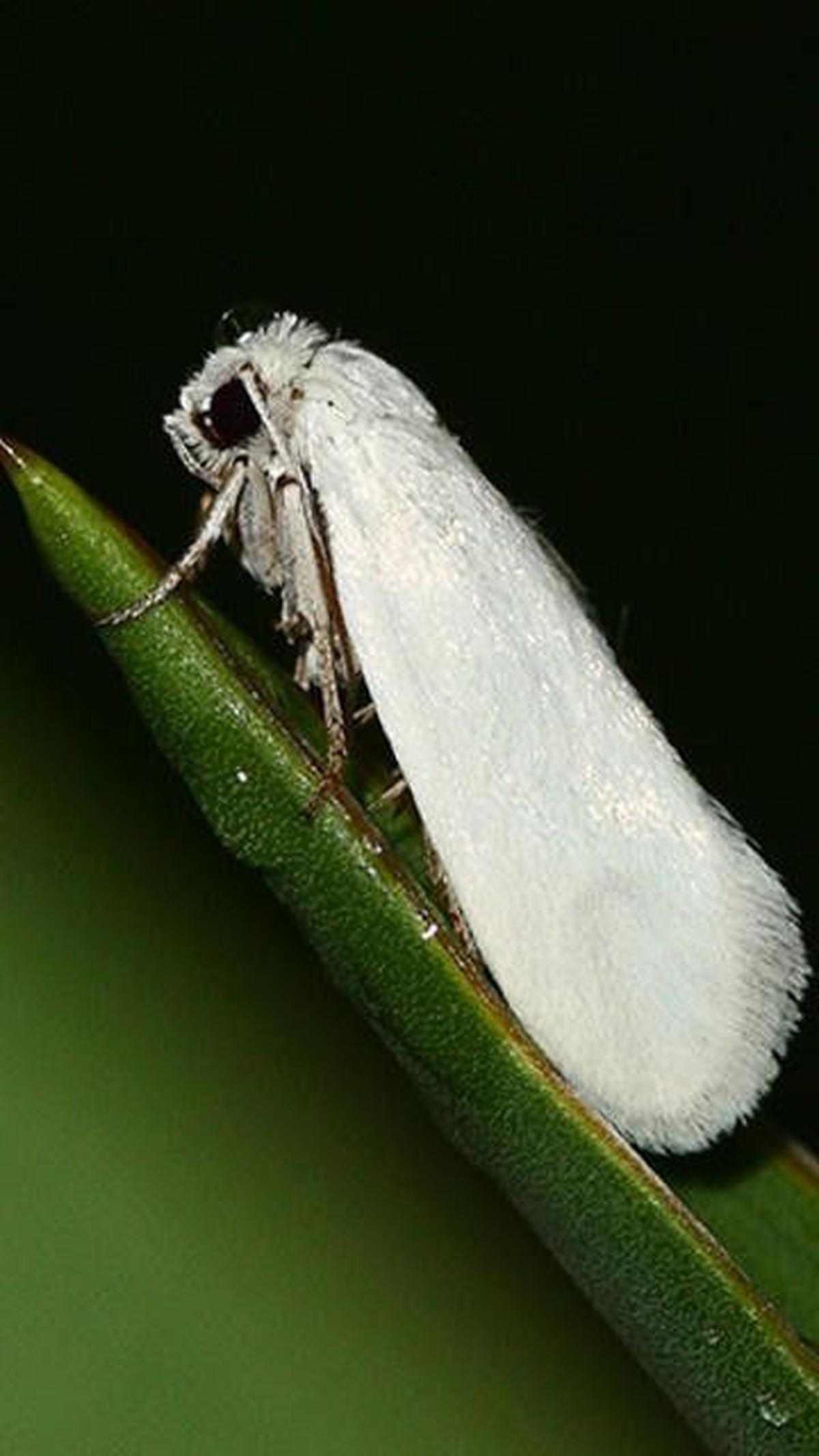 8. Ngengat Yucca<br>