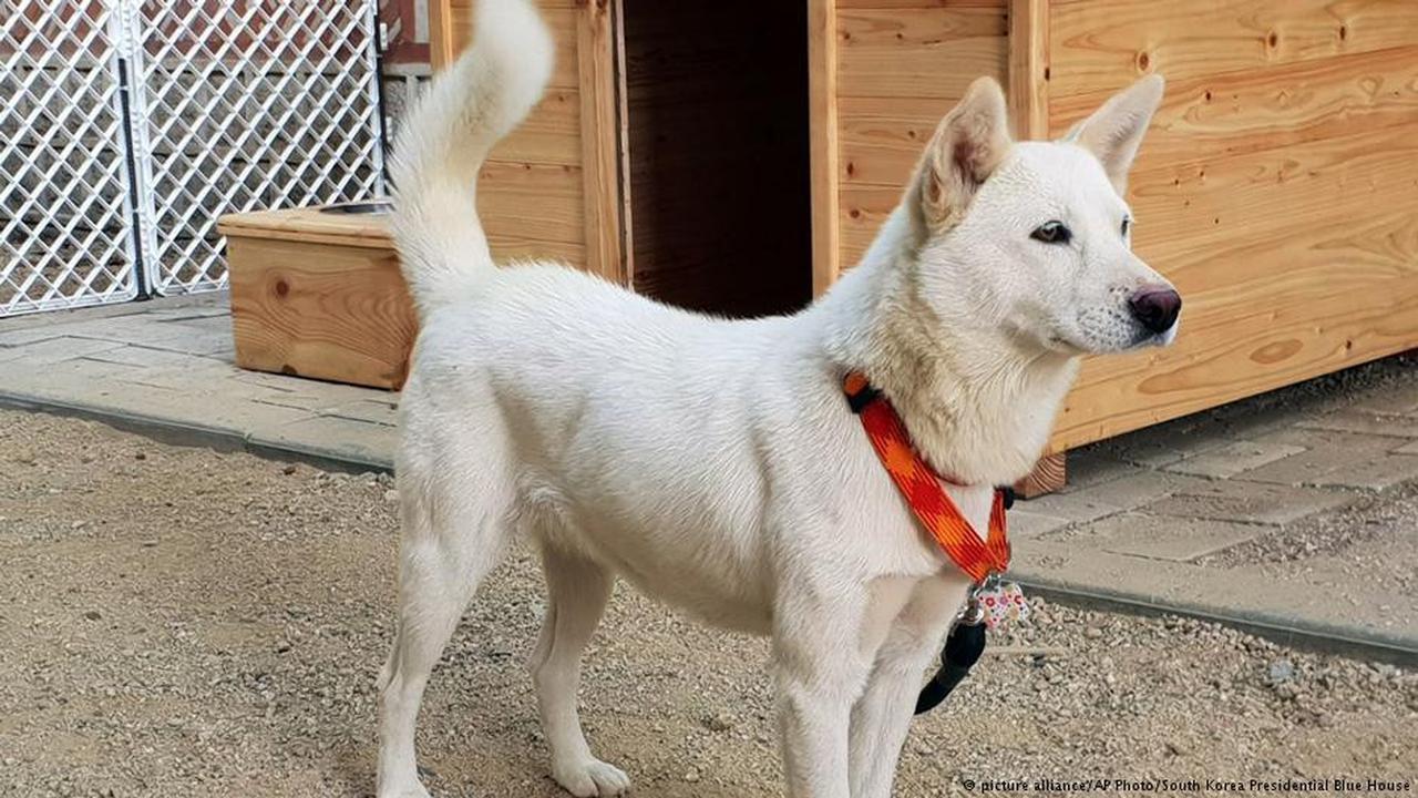 Ilustrasi anjing Pungsan, anjing khas Korea Utara (AP)