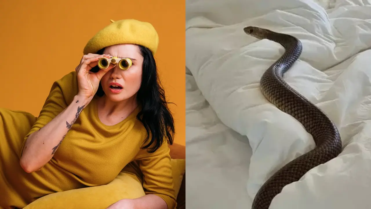 Ular Berbaring di Kasur