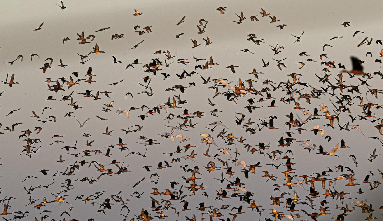 Burung migran terbang saat pembukaan kembali suaka margasatwa Pobitora di pinggiran Gauhati, India, Selasa (10/11/2020). Suaka yang terkenal dengan populasi badak bercula satu di India tersebut dibuka kembali setelah ditutup selama lebih dari 6 bulan akibat pandemi corona. (AP Photo/Anupam Nath)