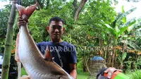 Jatman, warga Ledok Wetan menunjukkan ikan raksasa yang ditangkap di Bengawan Solo, tak jauh dari rumahnya. (Foto: Khorij Z.A/Radar Bojonegoro/Jawapos.com)