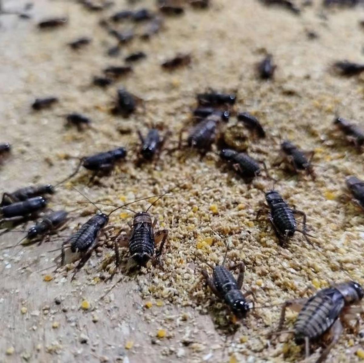 9 Ide Ternak di Pekarangan Belakang Rumah 2x2 Meter dengan Perawatan Super Simpel