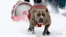 Seekor anjing bernama Dozer menarik tong bir di arena salju saat perlombaan Monster Dog Pull di Red Lodge Ales, Montana (25/2). Lomba menarik tong di salju ini diikuti sekitar 40 anjing dari wilayah tersebut. (Jim Urquhart / Getty Images / AFP)