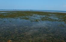 Mengenal Padang Lamun, Vegetasi Penjaga Ekosistem dari Erosi di Pesisir Pantai