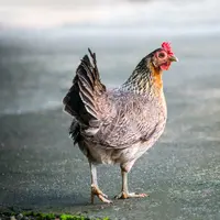 ilustrasi arti mimpi ayam/sippakorn yamkasikorn/unsplash