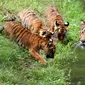Harimau Benggala merawat tiga dari empat anaknya yang lahir di Guadalajara Zoo, negara bagian Jalisco, Meksiko pada 5 Oktober 2021. Empat anak harimau itu lahir pada 3 Juli lalu dari Albert dan Chitara, harimau bengal di kebun binatang tersebut. (LISES RUIZ / AFP)