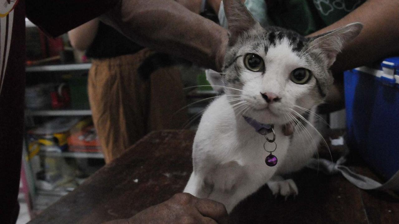 Provinsi DKI Jakarta tetap merupakan daerah resiko tinggi terhadap penularan rabies karena berbatasan dengan daerah yang belum bebas rabies dan lalu lintas hewan penular rabies atau HPR yang tinggi ke wilayah DKI.