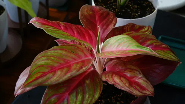 Langkah Mudah Menanam Aglaonema di Rumah