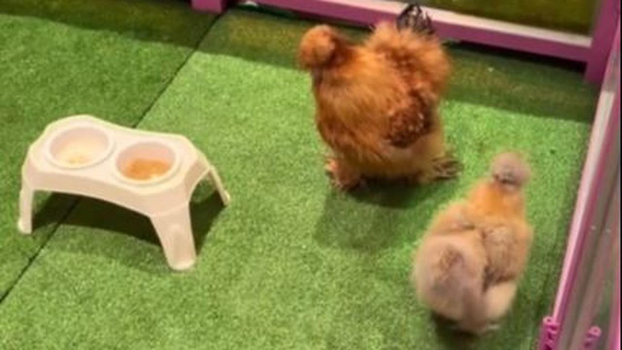 "Setelah kejadian kemarin aku dan suami memutuskan untuk hunting ayam Bartolito untuk natnat😂🐓"