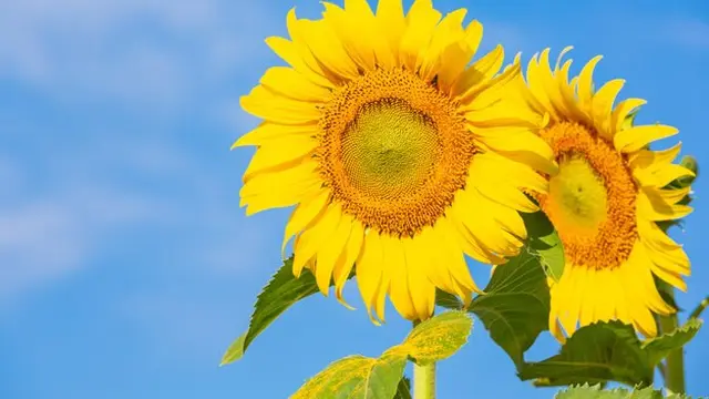 Ilustrasi bunga matahari