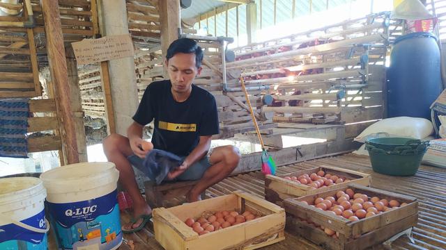 Peternak ayam petelur bertahan di tengah pandemi