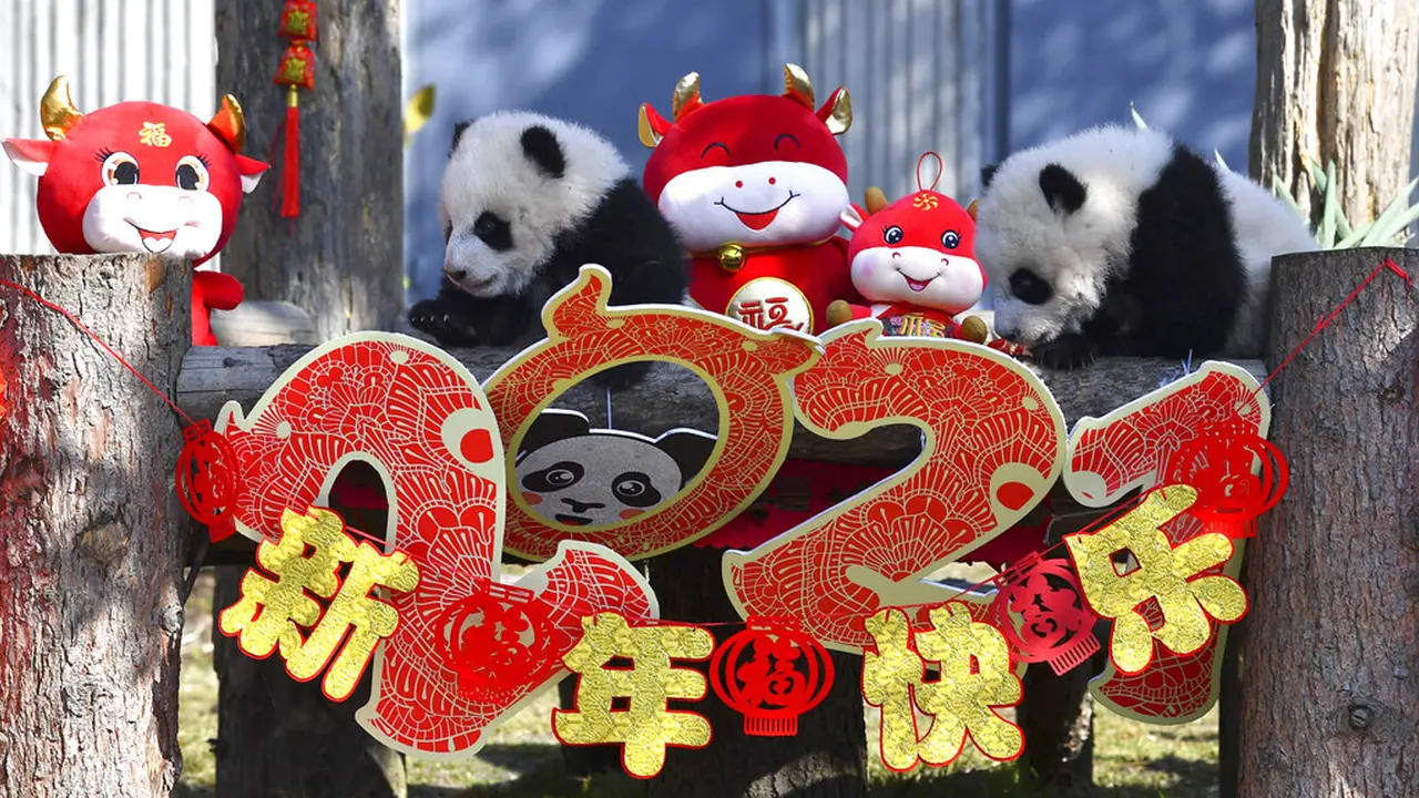 FOTO: 10 Bayi Panda Mulai Debut Jelang Imlek di Cagar Alam China