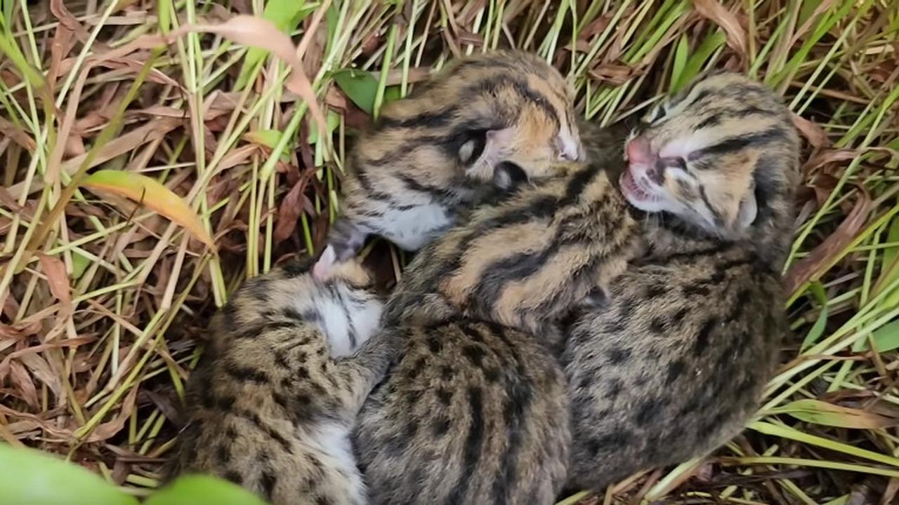 Macan Akar yang Dilindungi Undang-undang Ditemukan di Tengah Sawah