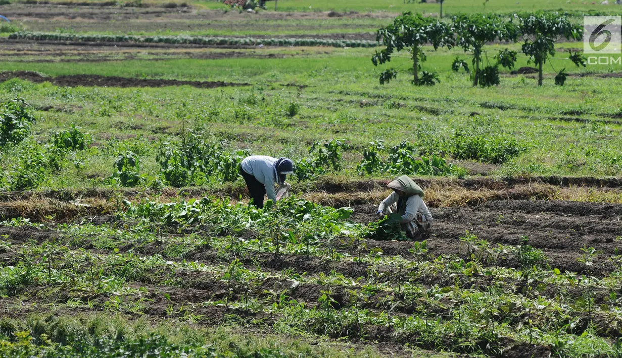 Petani menanami lahan pertanian garapan di Gentong, Wanasari, Kab Brebes, Jawa Tengah, Sabtu (23/12). Petani mengeluhkan harga bawang merah yang sedang turun karena kualitas yang jelek akibat pengaruh cuaca. (Liputan6.com/Helmi Fithriansyah)